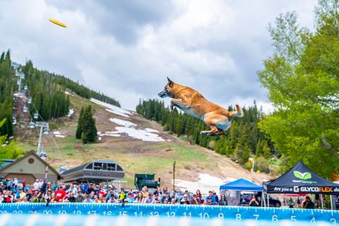 Dog Dogs at winter park